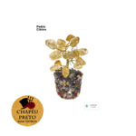 Árvore da Felicidade Citrino